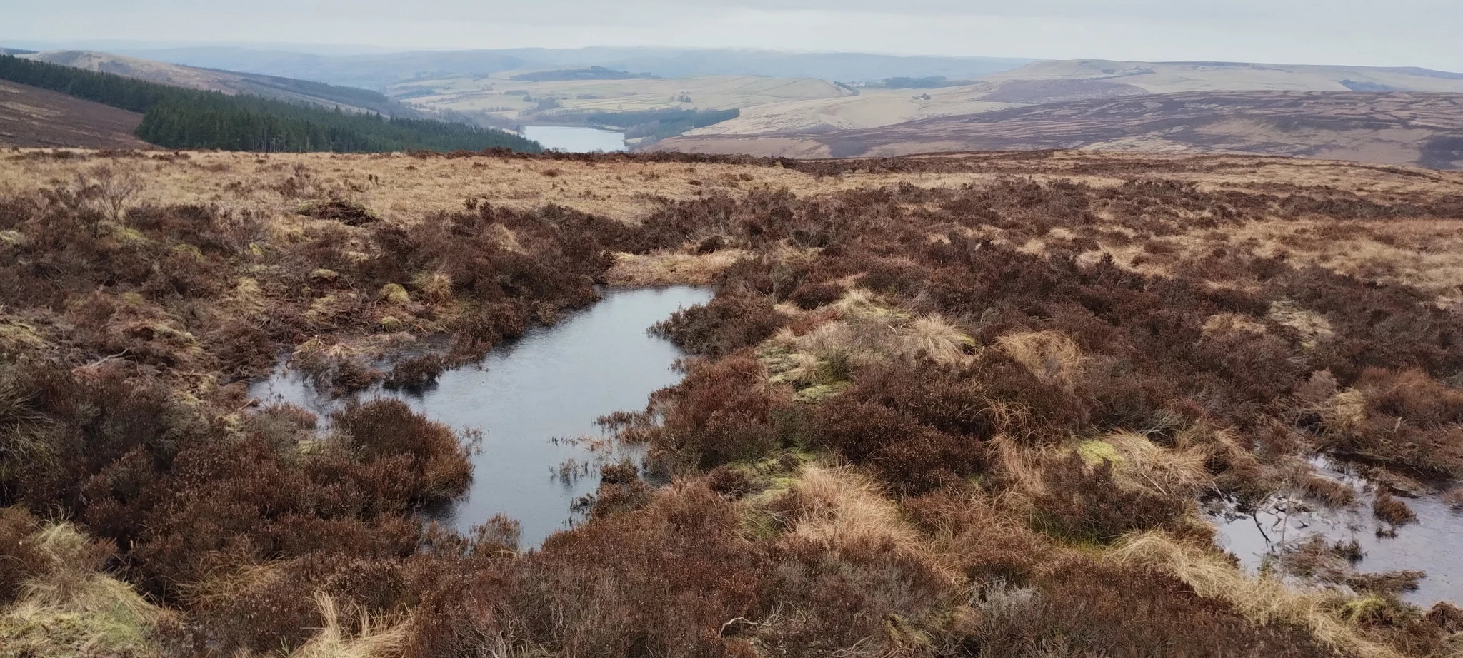 Peatland restoration in the UK - Ecologi Plant a Tree Project