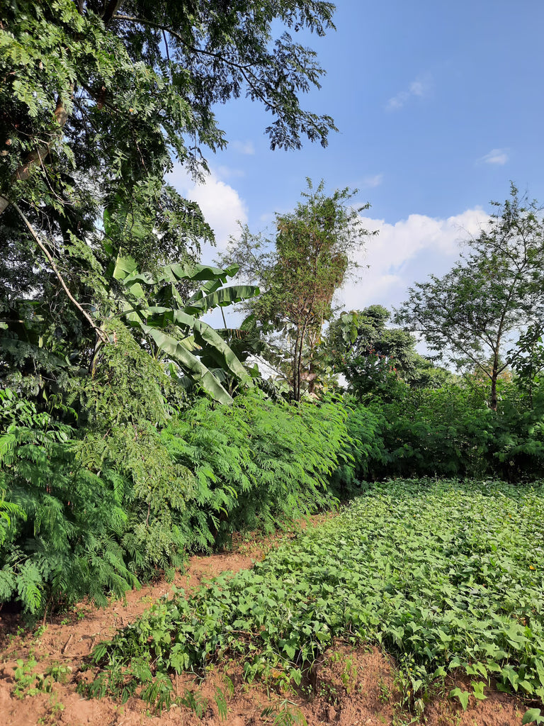 Planting Forest Gardens in Mount Elgon, Uganda